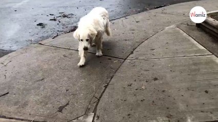Golden Retriever camina por el centro: nadie sabe que este será su último paseo (Vídeo)