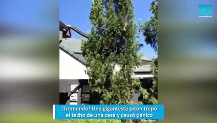 ¡Tremendo! Una gigantesta pitón trepó el techo de una casa y causó pánico
