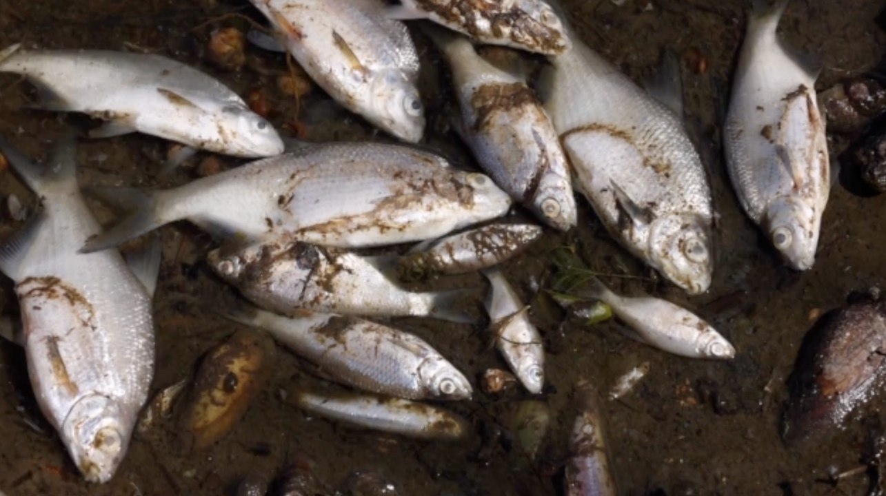 Zahlreiche tote Fische in der Oder entdeckt worden