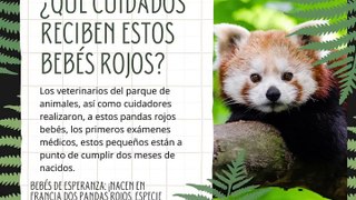 -Jacobo Shemaria Capuano- Bebés de esperanza: ¡nacen en Francia dos pandas rojos, especie en peligro de extinción! (parte 1)