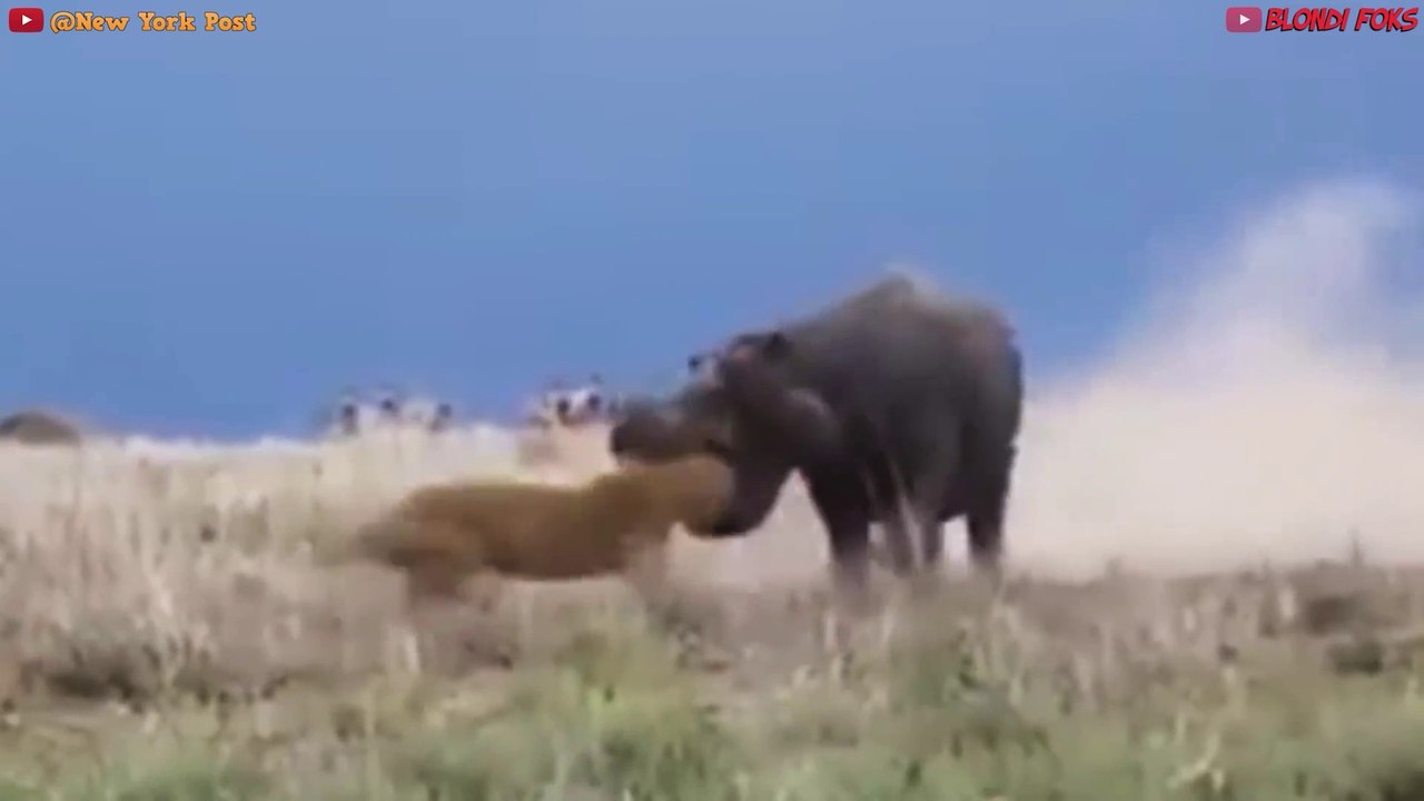 Top 10 Strongest Prey In The Wild - When Prey Fights Back - Prey VS Predator - Blondi Foks