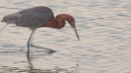 Super chill Reddish Egret delights bystander by skillfully catching a giant fish