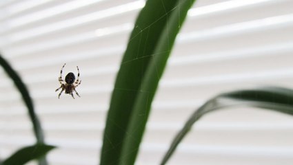 How To Keep Spiders Away, According To Experts