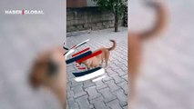 Sosyal medya kullanıcılarına 'resmen gülüyor' dedirten sokak köpeğinin görüntüleri gündem oldu