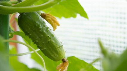 7 Reasons Your Cucumbers Are Yellow (and How to Fix It)