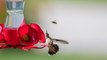 Keep Bees Away from Hummingbird Feeders with These 6 Tips