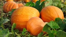 Here's How to Grow Pumpkins at Home—and Save Their Seeds for Future Plantings