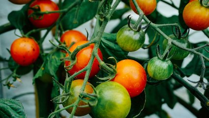 5 Mistakes You're Making with Your Tomato Plants