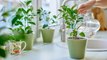 The Best—and Worst—Times to Water Indoor and Outdoor Plants, According to Gardening Experts