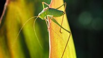 Are You Hearing Cicadas Or Katydids In Your Yard? How To Know The Difference
