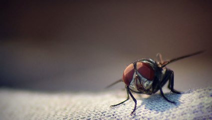How To Keep Flies Away From Your House