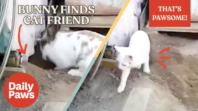 This Bunny Is Determined to Find His Cat Friend | That's Pawsome | Daily Paws