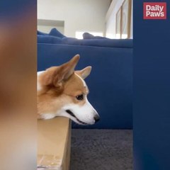 Hammy & Olivia: The TikTok Comedy Corgis | Better Together | Daily Paws