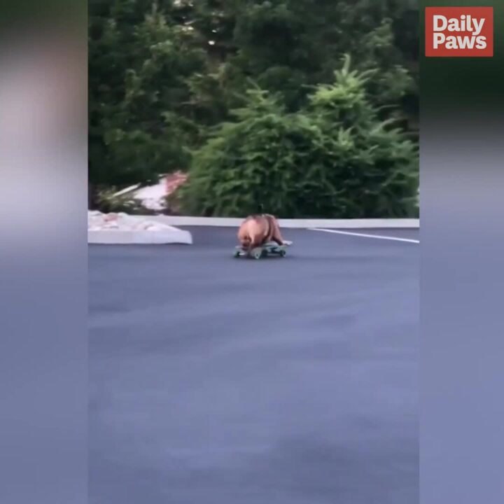 Chowder The Professional Skateboarding Dog?! Better Together Daily