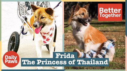 Frida's Journey on Recovering From a Broken & Dislocated Back | Better Together | Daily Paws