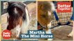 Martha the Mini Horse is a Beacon of Hope & Inspiration | Better Together | Daily Paws