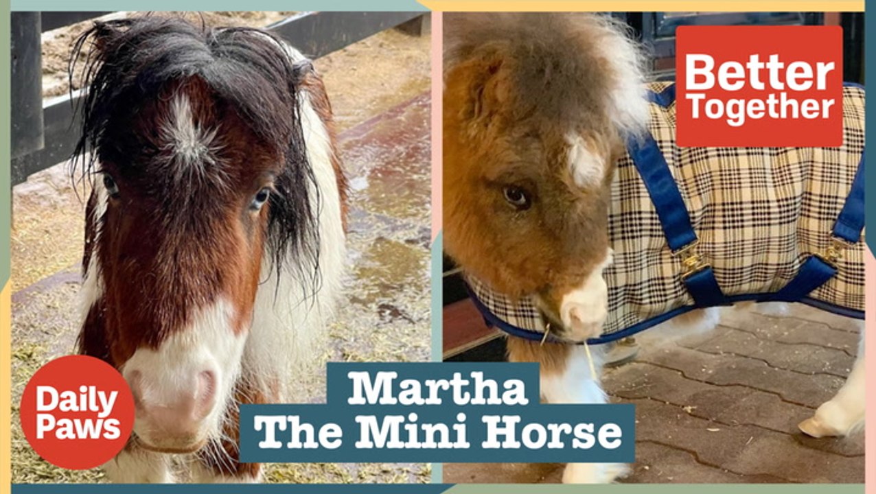 Martha the Mini Horse is a Beacon of Hope & Inspiration | Better Together | Daily Paws