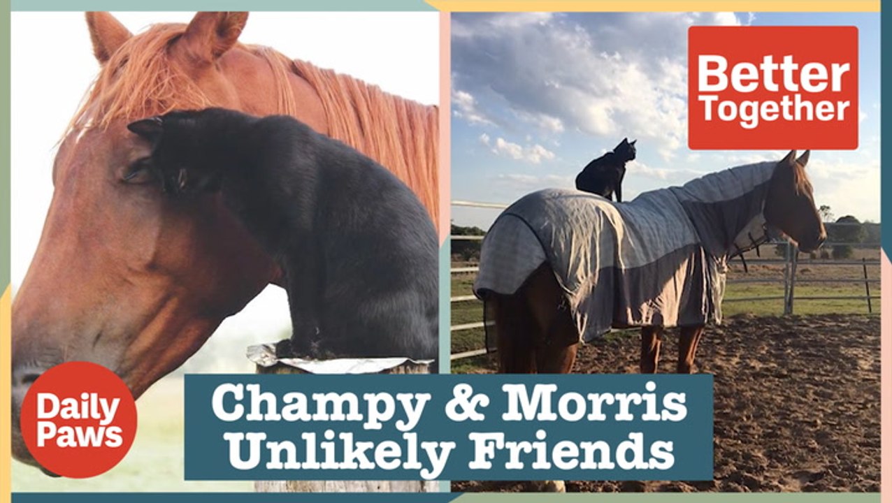 This Horse's Best Friend is a Cat?! | Better Together | Daily Paws