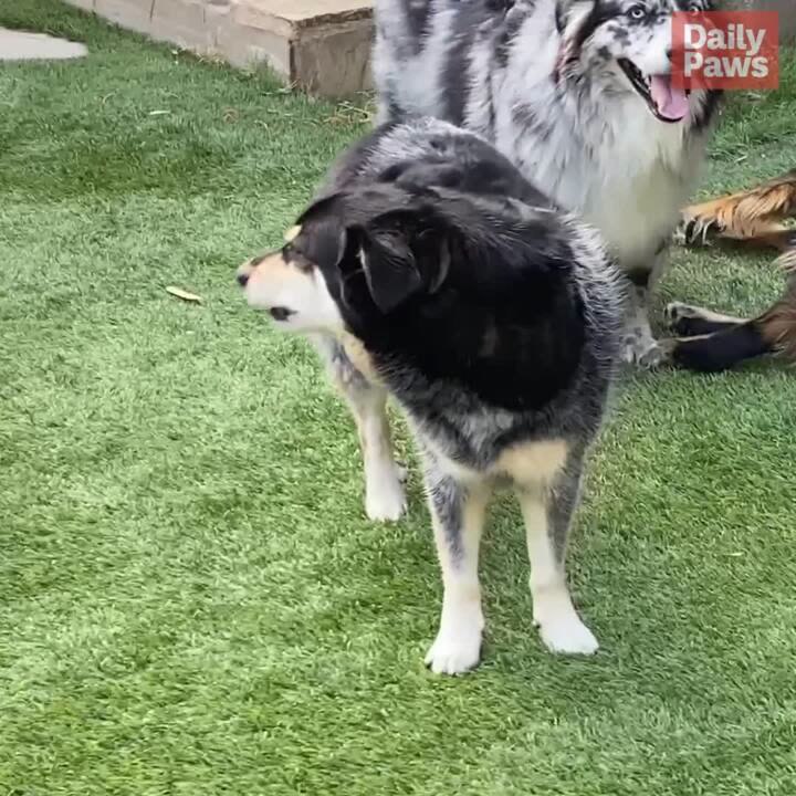Michael Burke, Atticus, Dasher & Buddy - Life Coaching & Meditation For Dogs