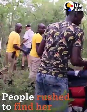 Baby Rhino Shot By Poachers Gets Rescued