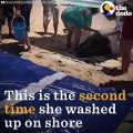 Beached Whale Gets Carried To A Boat So She Can Go Back To The Ocean