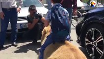 Bear Forced To Drink Beer All His Life Gets Rescued