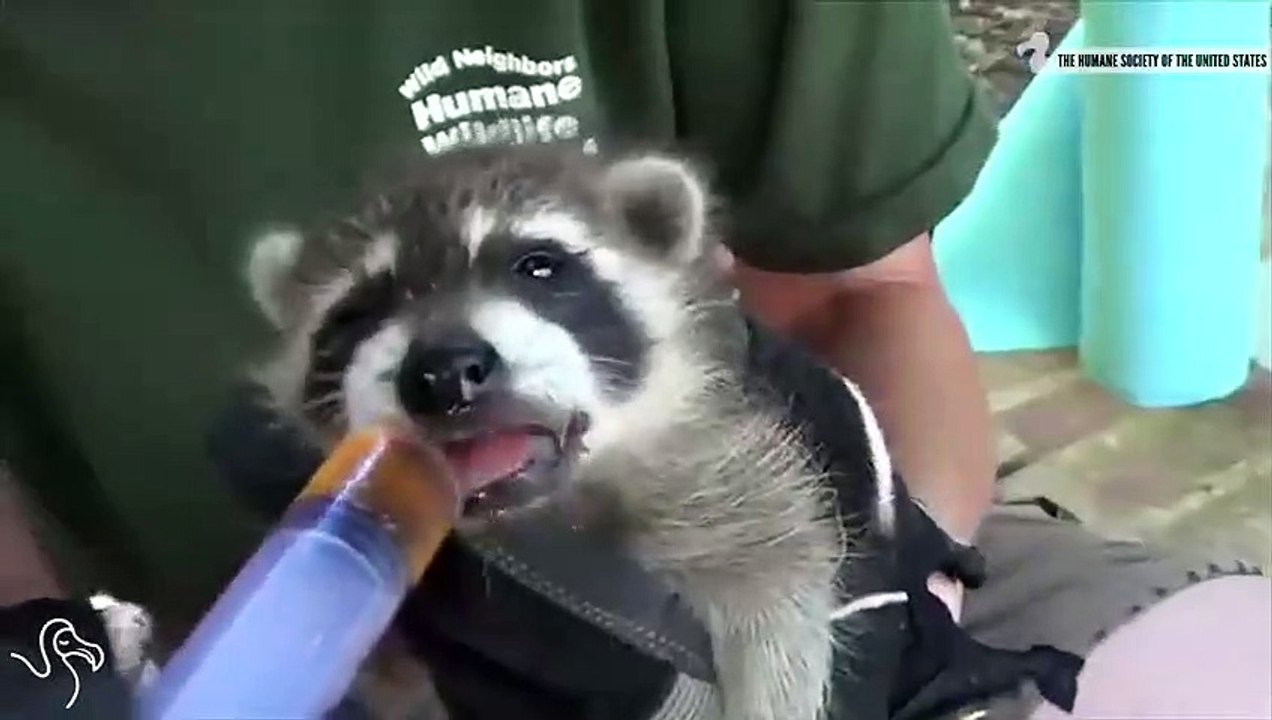 Bottle-Feeding Orphaned Animals