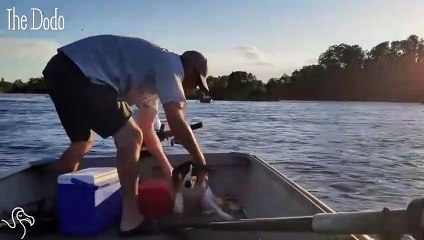 Boater Comes Across A Dog Who's Gotten Too Tired To Swim
