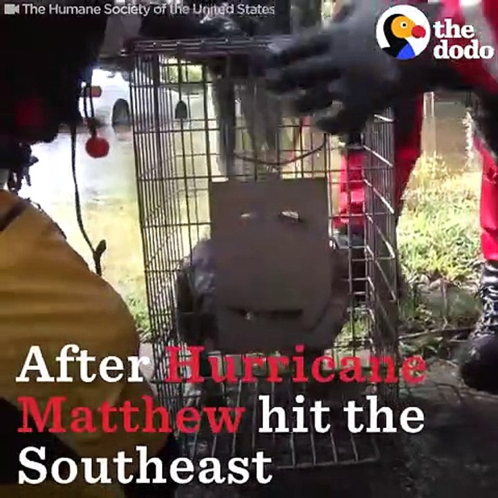 Cats And Dogs Rescued From Hurricane Floods