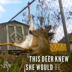 Deer Was Stuck In The Most Painful Way Until This Guy Came Along