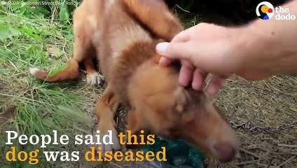 Dog Chained For 10 Days Finds New Family   The Dodo