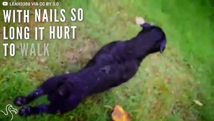 Dog Abandoned On Doorstep Gets Welcomed Inside