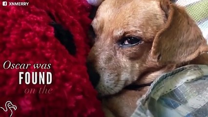 Dog Found On The Street Is Loving Every Minute Of Life