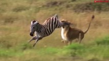 Top 10 Prey Animals That Kill Lion Easily - When Prey Animals Fights Back and Lion Loses!