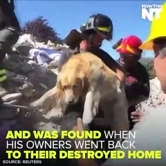 Dog Pulled From Rubble A Week After Earthquake