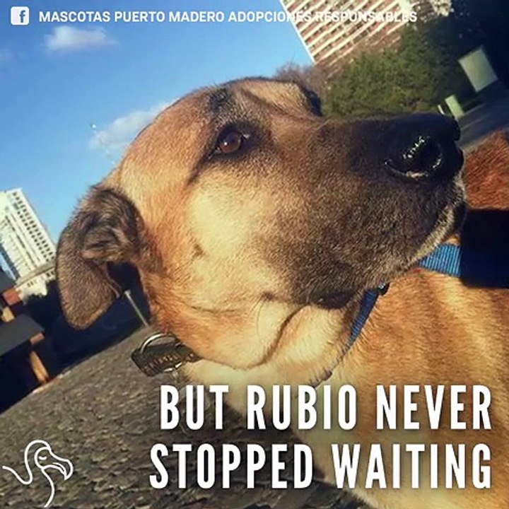 Dog Waits Outside Woman's Hotel Until She Adopts Him   The Dodo