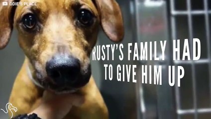 Dog Who Can’t Walk Is Learning To Roll