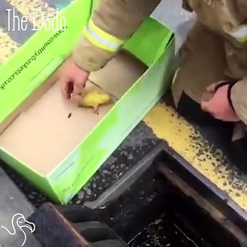 Firemen Hear Crying From A Storm Drain And Pull Out A Duckling