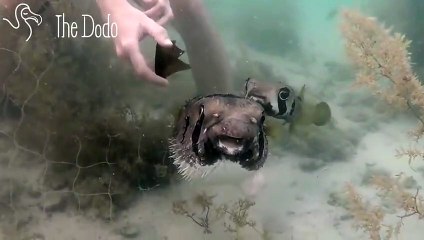Fish Gets Trapped In Net, And His Friend Won't Leave His Side