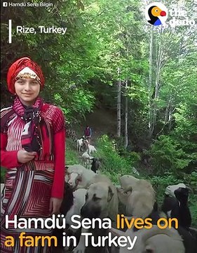 Girl, Her Dog Rescue Goat Mom And Baby The Dodo