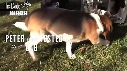 He Grew Up In A Cage But Now He Walks On Grass