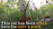 Guy Climbs Trees To Rescue Cats   The Dodo