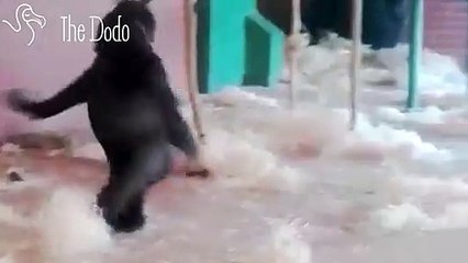 Gorilla Dances to Escape Boring Zoo Life   The Dodo (2)