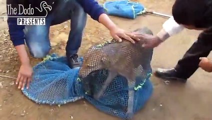 Injured Street Dog Gets A Second Chance