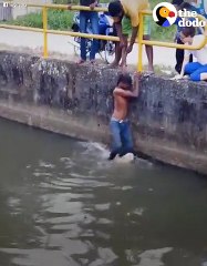 Kid Rescues Dog From Canal   The Dodo