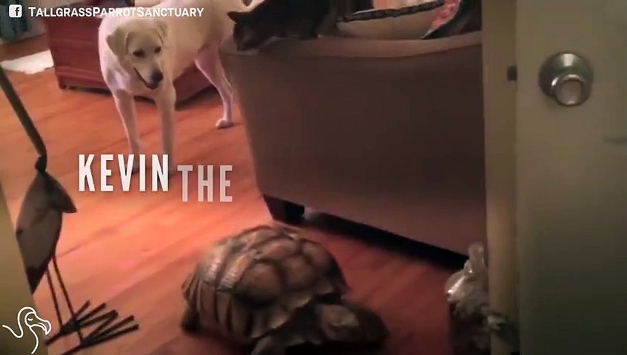 Kevin The Tortoise