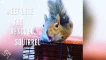 Lele The Rescued Squirrel