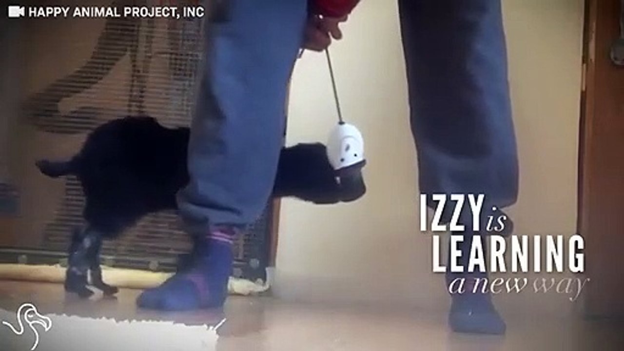 Little Goat With Missing Legs Gets Miracle Homemade Prosthetics