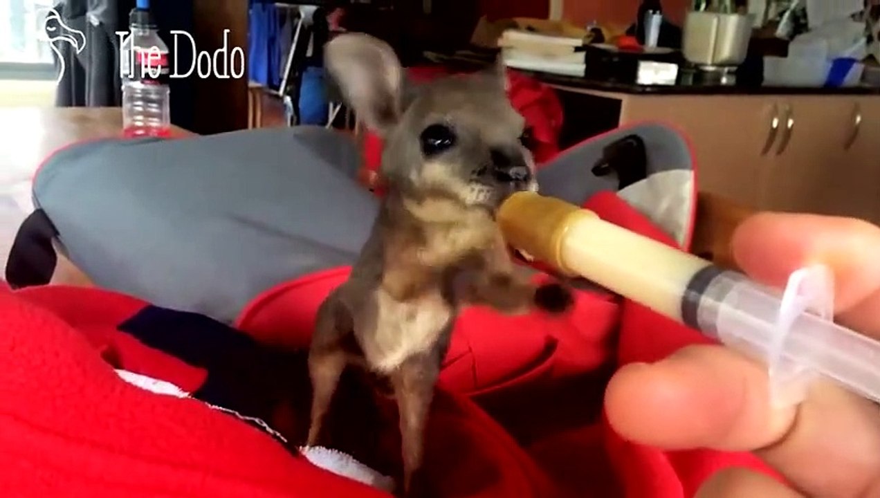 Littlest Wallaby Takes Tiny Sips of Milk
