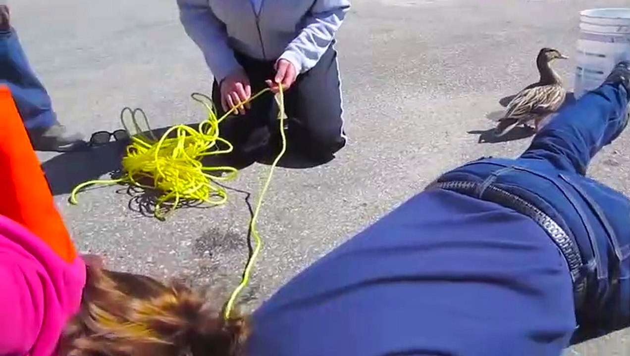 Mama Duck Gets The Help She Needs To Save Her Family